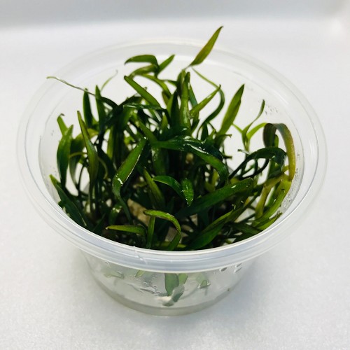 Cryptocoryne willisii in cup 100 cc.